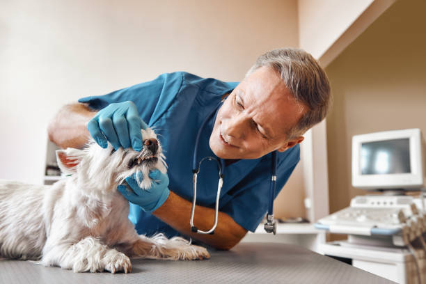Best Weekend Emergency Dentist in Harper Woods, MI
